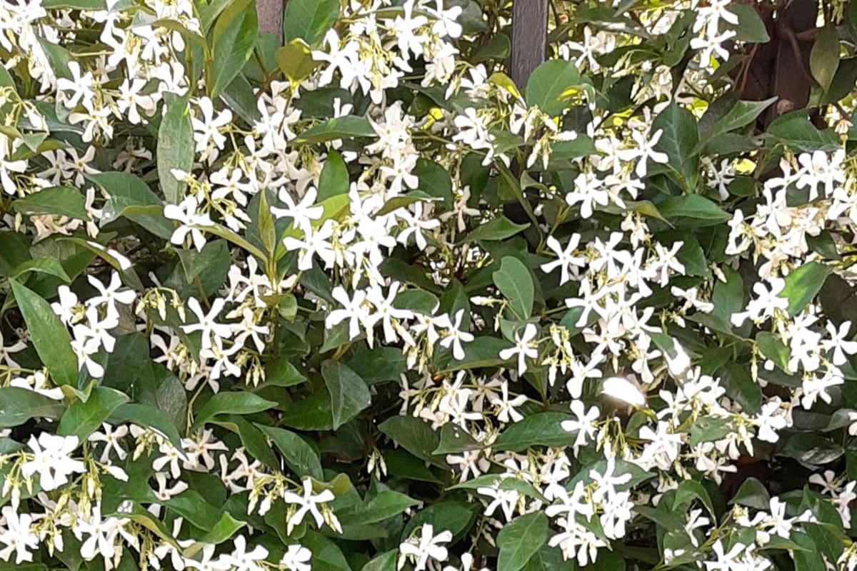Cinco jazmines para perfumar y vestir de blanco tu jardín