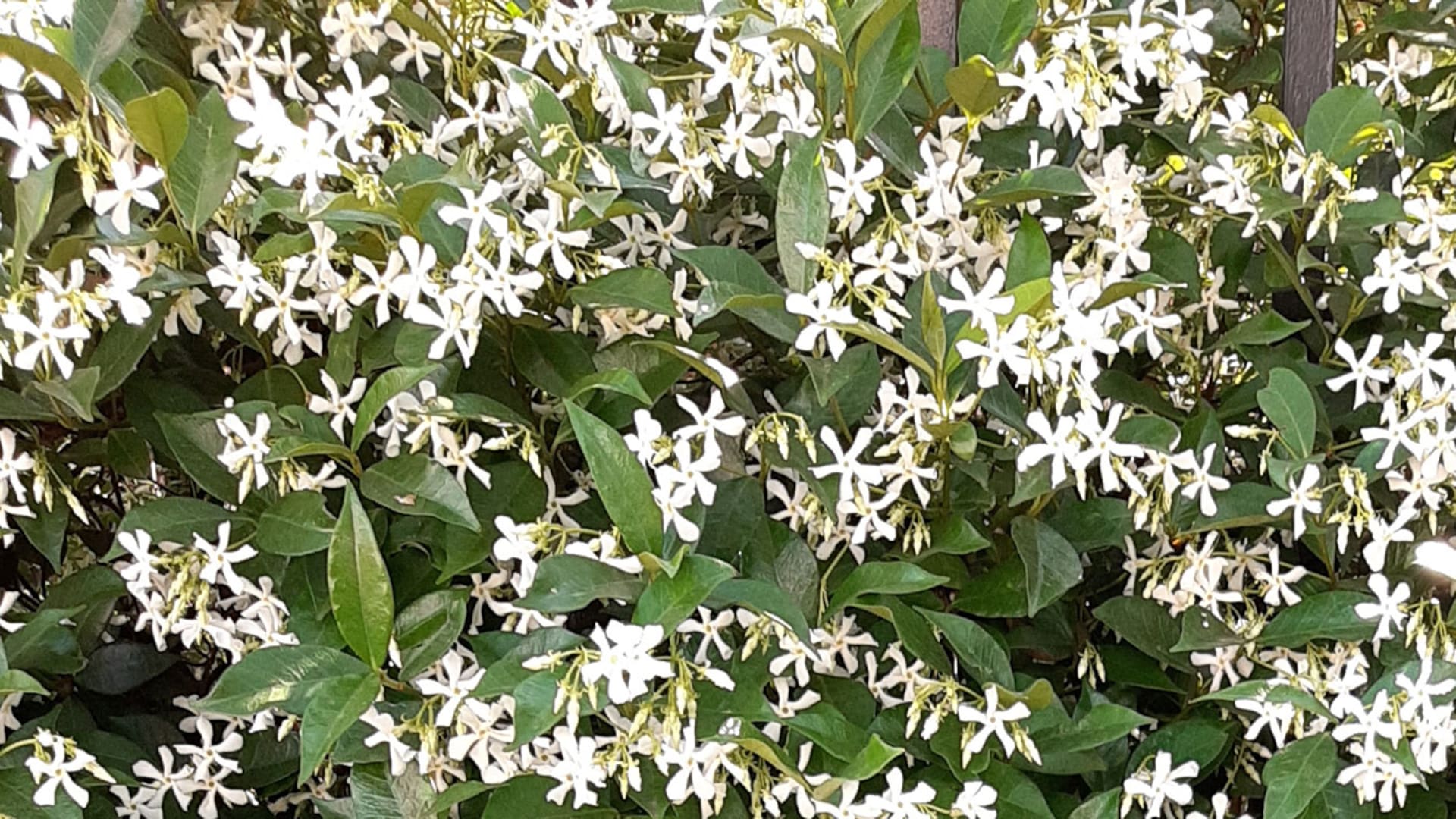 Cinco jazmines para perfumar y vestir de blanco tu jardín