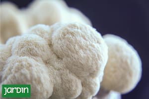 El poderoso hongo que controla el colesterol y disminuye el riesgo cardiovascular