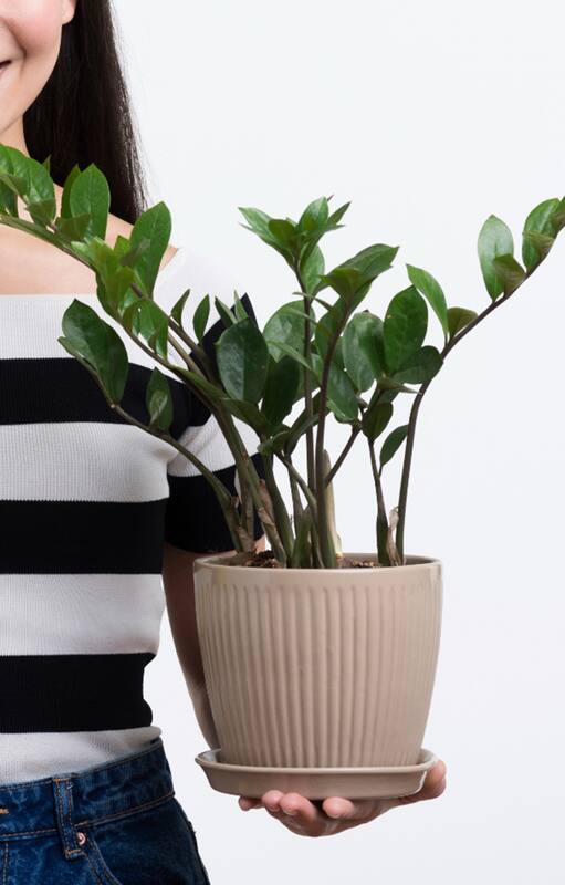 Terapia intensiva: ¿Cómo resucitar tus plantas después de las vacaciones?