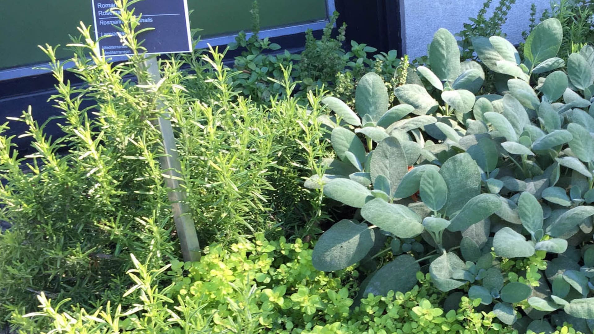 Patios, balcones y terrazas. Claves para cultivar aromáticas en espacios pequeños