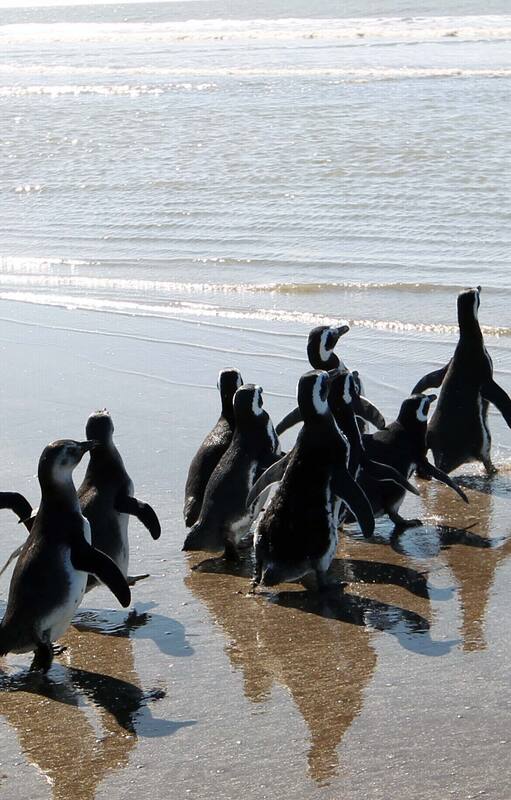 Liberación de pingüinos en San Clemente del Tuyú