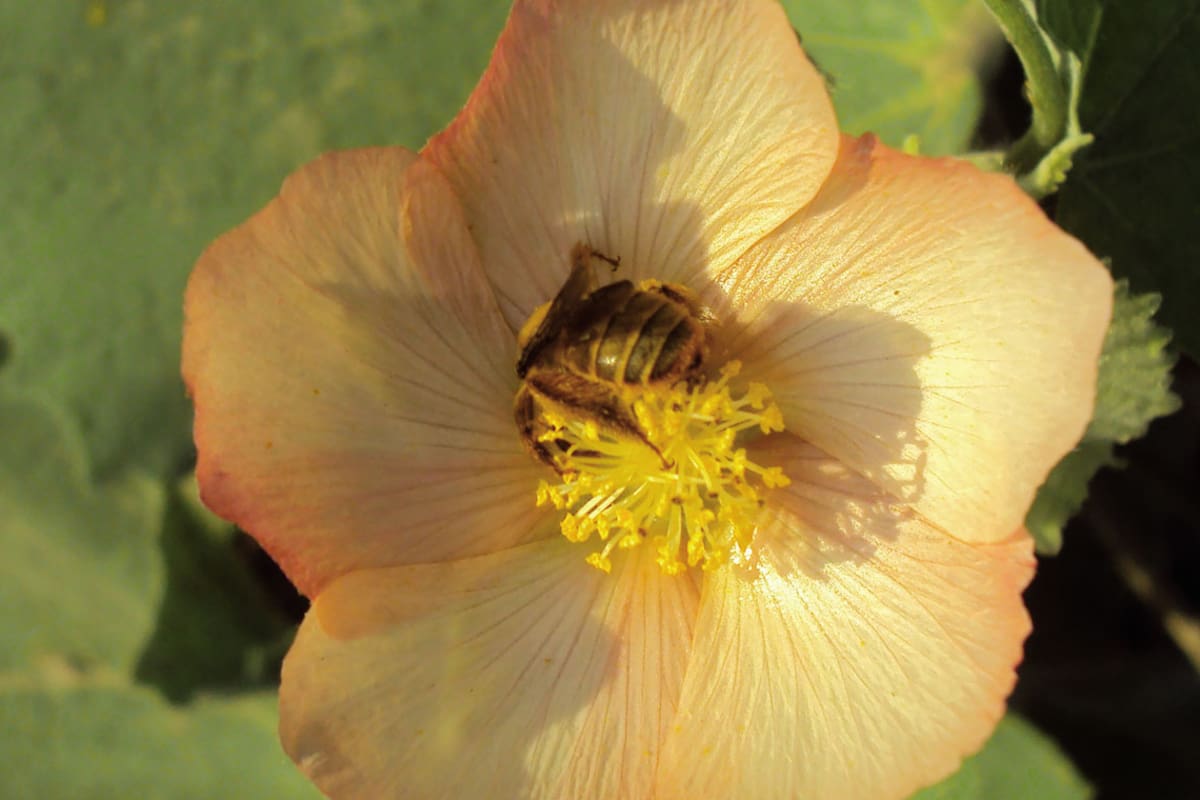 Biodiversidad: malvas para sumar vida a los jardines urbanos