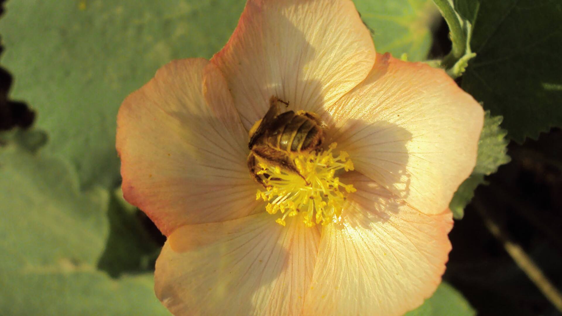Biodiversidad: malvas para sumar vida a los jardines urbanos