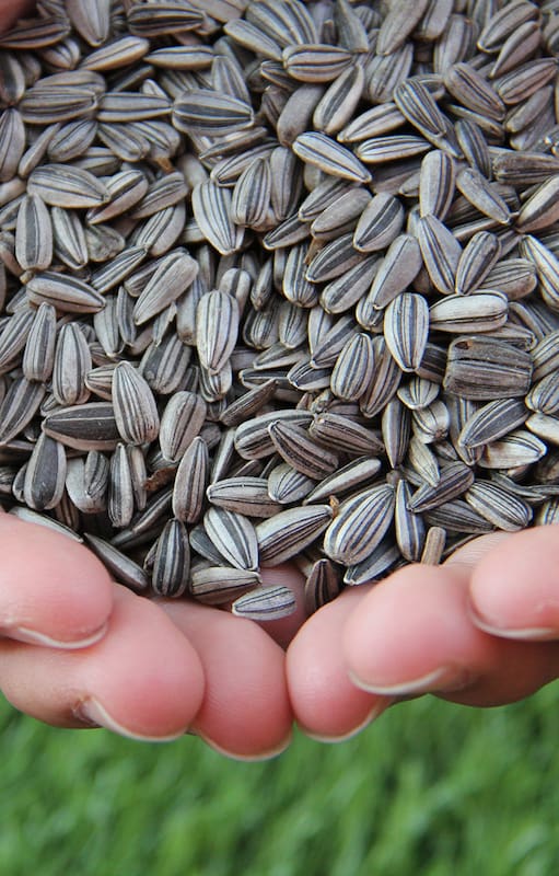 El snack saludable y crocante que equilibra las hormonas y potencia las defensas