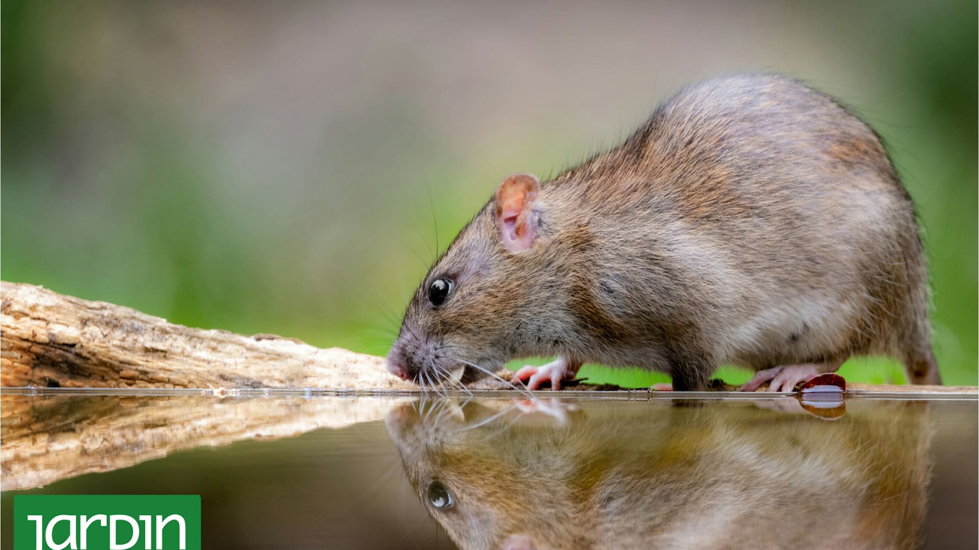 8 plantas ideales para ahuyentar ratas y ratones del jardín