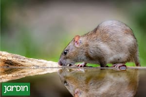 8 plantas ideales para ahuyentar ratas y ratones del jardín