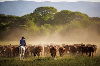 Tantas leguas y de a caballo detrás de una tropa endiablada