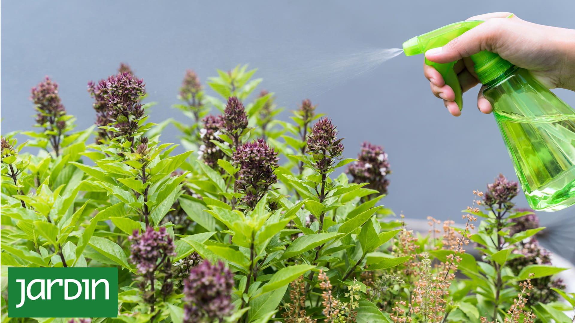 Te contamos cuándo y por qué algunas plantas necesitas fertilizantes en esta época