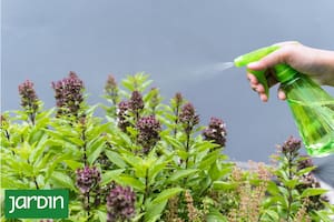 Te contamos por qué es bueno fertilizar tus plantas y cuáles lo necesitan en esta época