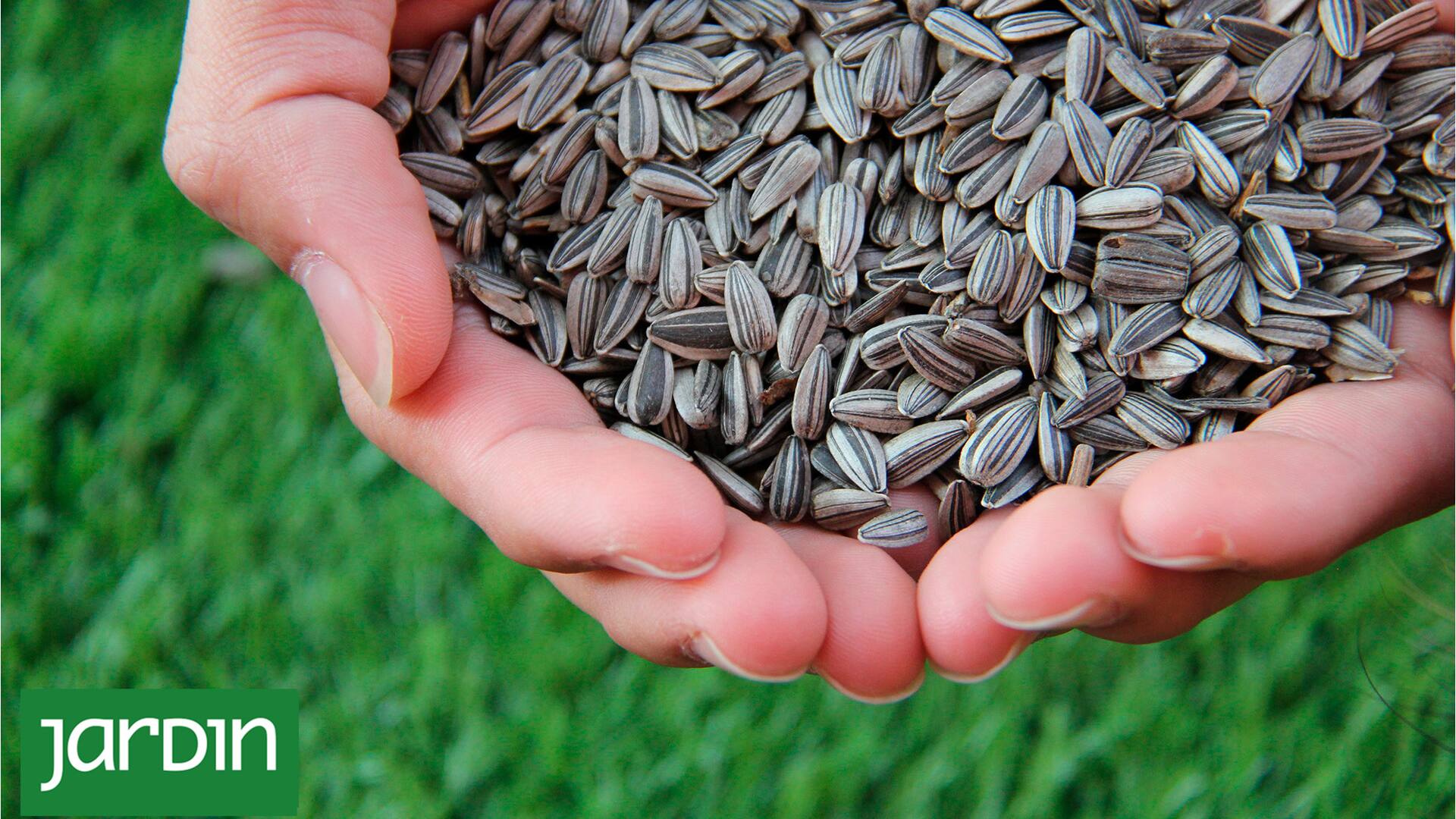 El snack saludable y crocante que equilibra las hormonas y potencia las defensas