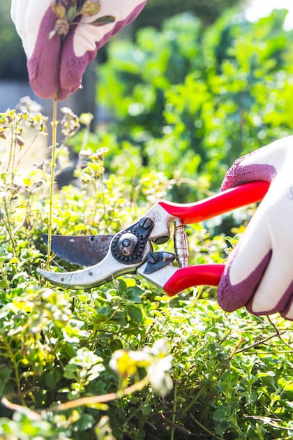 Jardinería en casa: armá tu kit ideal de herramientas
