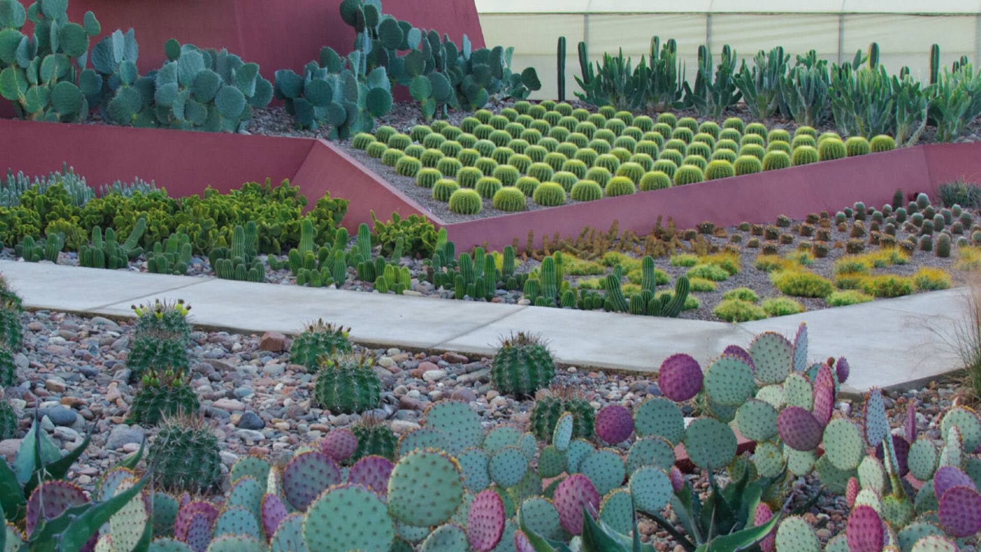 Cactus y suculentas. 100 preguntas y respuestas para fanáticos