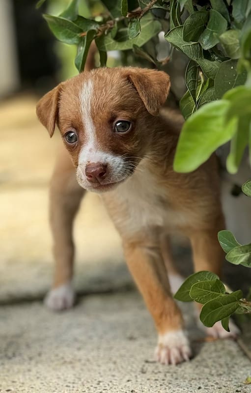 Hay plantas que pueden ser tóxicas para las mascotas
