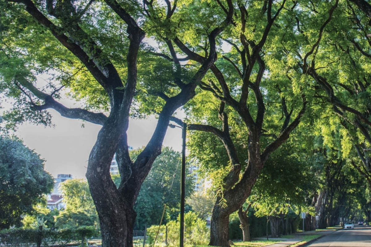 Cómo podar árboles añosos para prevenir riesgos
