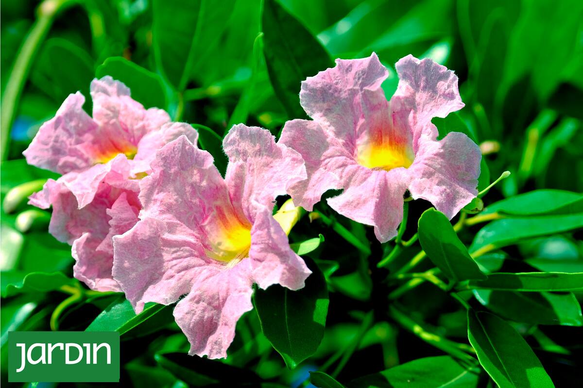 5 plantas muy fáciles de cultivar para protegerte de las miradas indiscretas