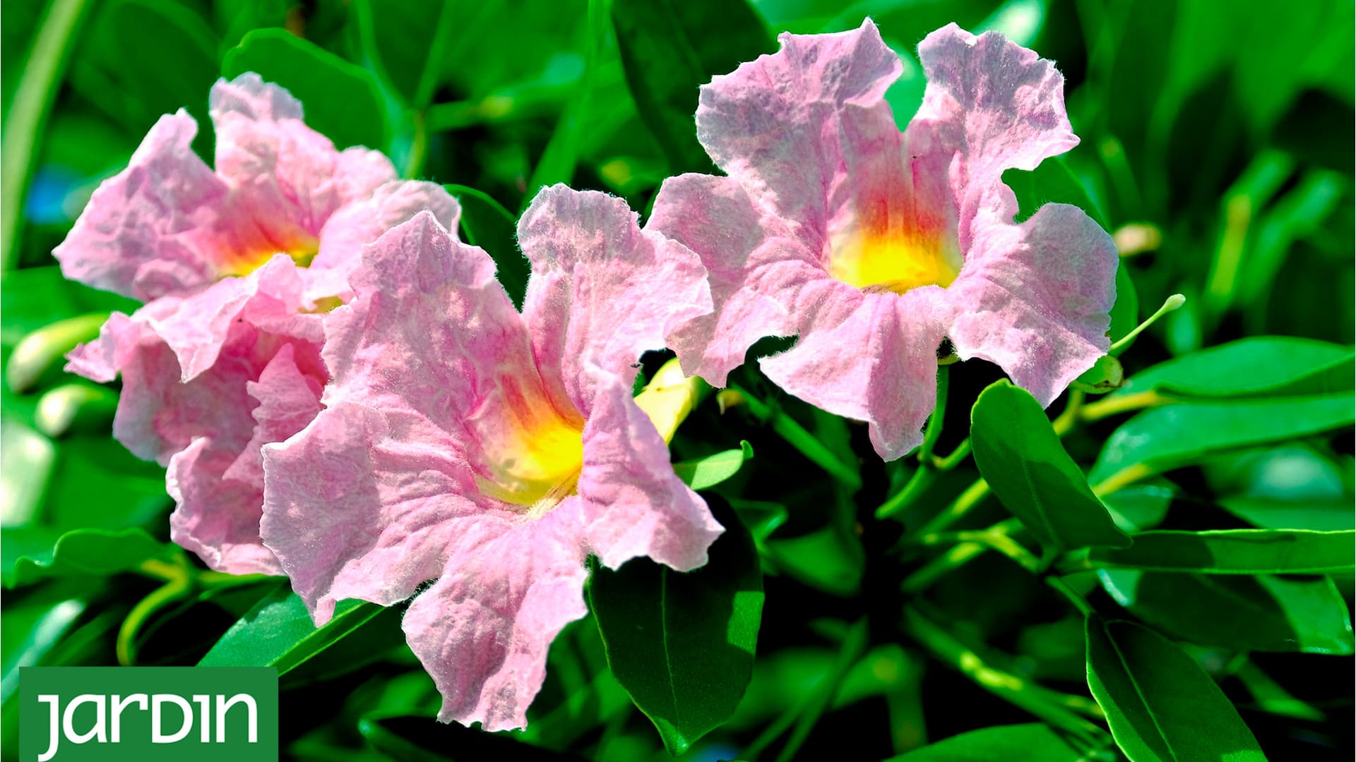 5 plantas muy fáciles de cultivar para protegerte de las miradas indiscretas