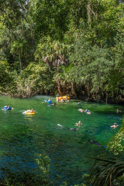 A 45 minutos de Orlando, Blue Springs da la posibilidad de nadar en agua cristalina a 22 grados todo el año