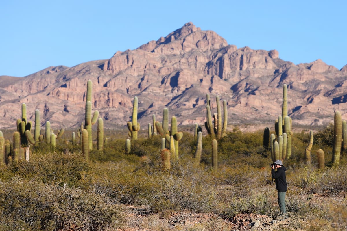 A 60 km de Cachi, un parque nacional poco visitado tiene la mayor diversidad de cactus en el país, huellas de dinosaurios y más tesoros no tan ocultos