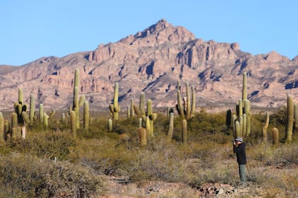 A 60 km de Cachi, un parque nacional poco visitado tiene la mayor diversidad de cactus en el país, huellas de dinosaurios y más tesoros no tan ocultos