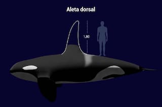 La orca rescatada por Mundo Marino vivió 33 años confinada en 5 piletas, ¿valió la pena?