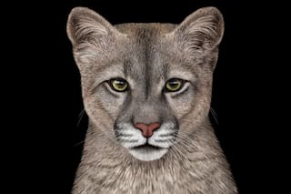 Meet the Puma, the cursed big cat of Patagonia