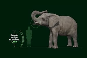 Trasladaron a un santuario a la elefanta del zoo, pero murió a los 176 días, ¿valió la pena?
