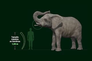 Trasladaron a un santuario a la elefanta del zoo, pero murió a los 176 días, ¿valió la pena?