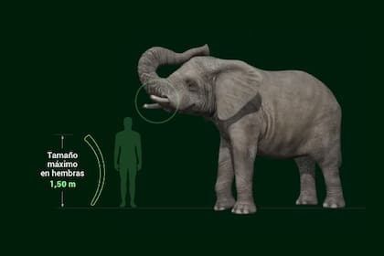 Trasladaron a un santuario a la elefanta del zoo, pero murió a los 176 días, ¿valió la pena?