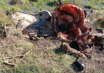 A Álvaro Prevero le faenaron nueve animales en menos de un mes