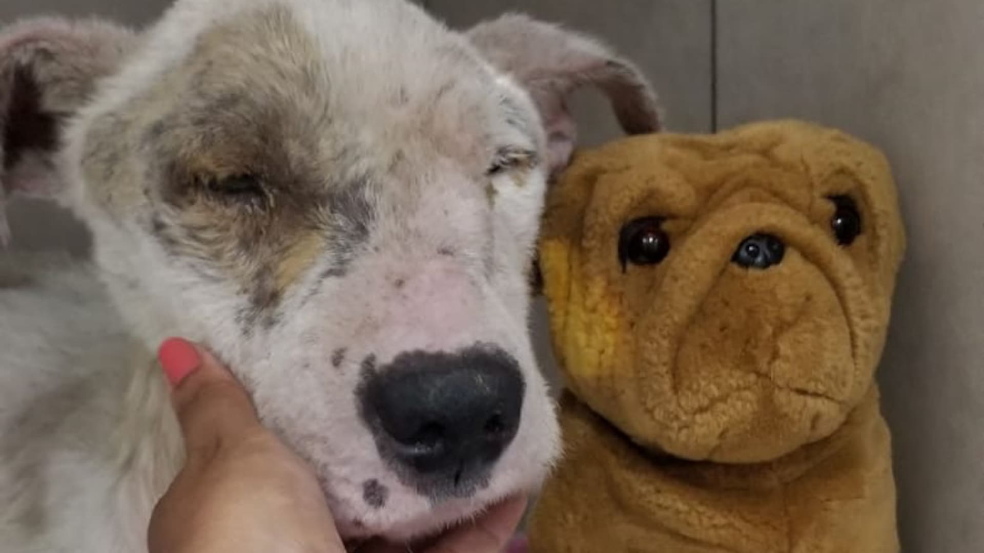 A Brako lo abandonaron en un descampado