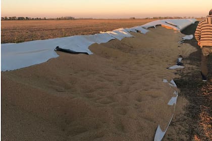 A Canalis le robaron cultivo de soja por casi un millón de pesos