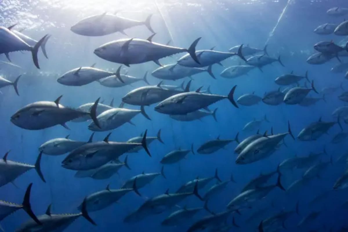 A city in South Korea seeks new ways to free a huge gray shark after it slips back into canal