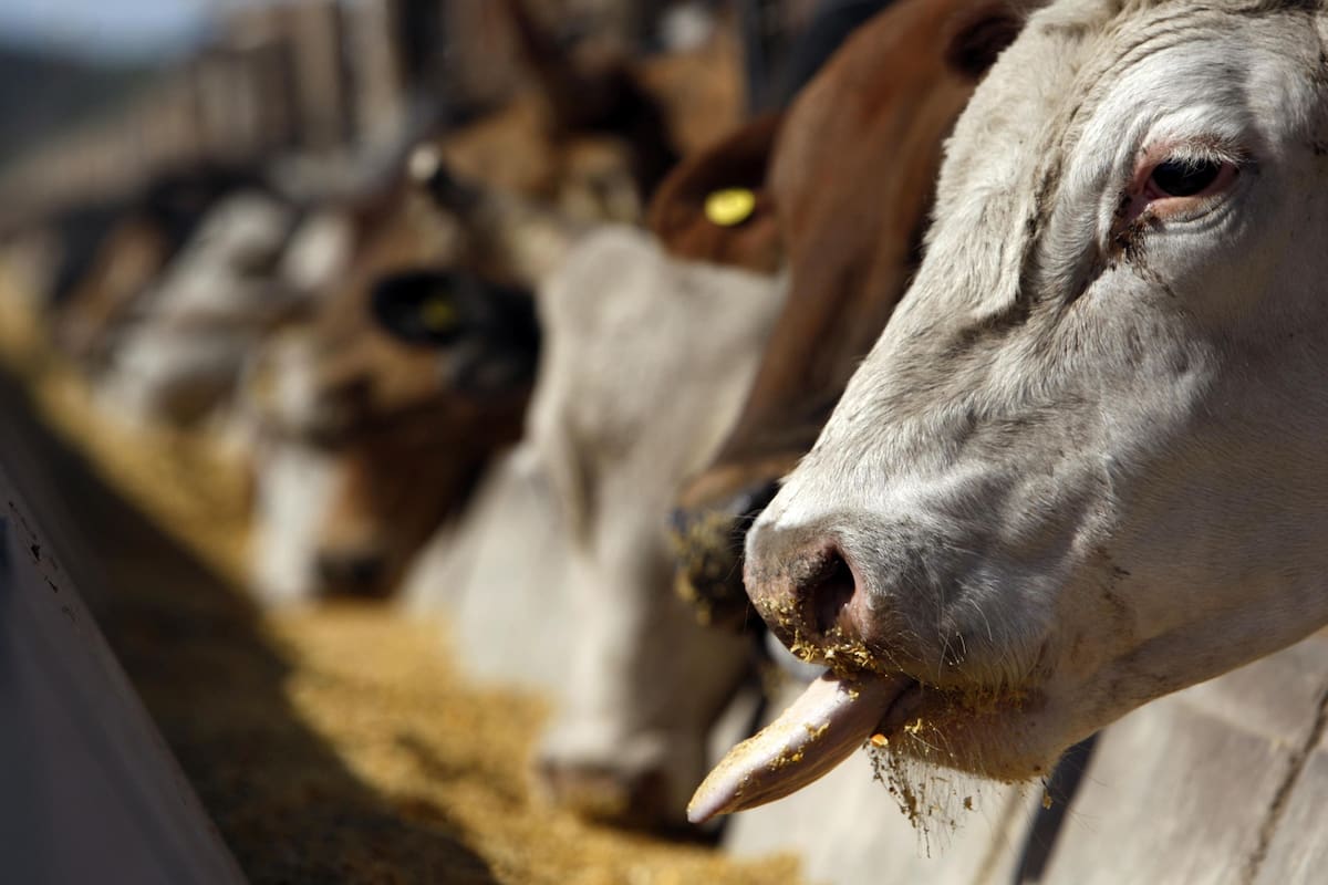 A cow sticks its tongue out while being fed at a feedlot in Santa Lucia, some 200 km (125 miles) northeast of Buenos Aires, in this picture taken on November 13, 2008. The image of cows grazing freely on the vast Pampas grasslands has long fostered Argentina's status as home to some of the world's best beef. Now that view across the Pampas is changing. Breaking with the tradition of grass-fed cattle that was once a source of pride for Argentine ranchers, many today are herding their cows into feedlots, looking to increase production efficiency and free up land for more profitable grains farming. Picture taken on November 13, 2008. To match feature ARGENTINA/FEEDLOTS REUTERS/Marcos Brindicci (ARGENTINA