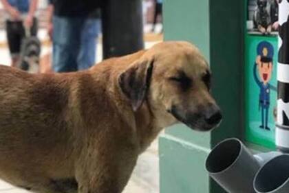 A cualquier hora, los perros pueden acercarse a la comisaría y comer