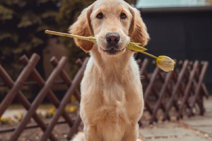 A diferencia de la mayor parte de los animales, los perros pequeños viven más que los grandes