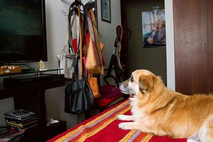 A diferencia de la mayoría de animales, a Paquito le encanta ver televisión