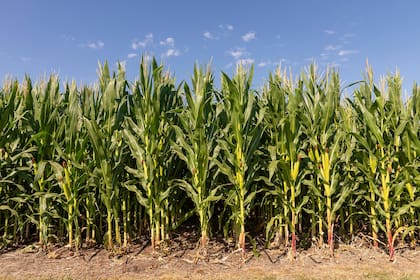 A diferencia de la soja, el maíz y el girasol tienen una mayor inversión inicial. La principal diferencia en los costos son la fertilización y la semilla