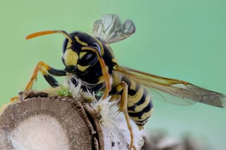 Si tienes avispas en tu jardín, esta planta de rápido crecimiento es la solución