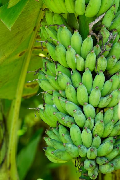 A diferencia de las bananas, los plátanos se cocinan para su consumo