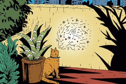 A diferencia de lo que pasa con los seres humanos, la práctica de la eutanasia en animales no está penalizada, ni siquiera regulada por ley.