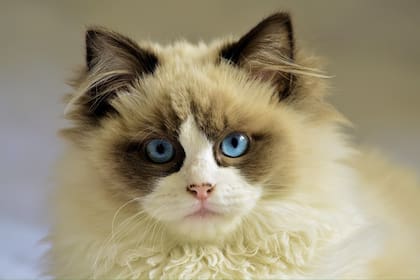 A diferencia de los gatos de pelo liso, los rizos pueden enredarse con mayor facilidad, por lo que es importante cepillarlos regularmente (Foto: Pixabay)