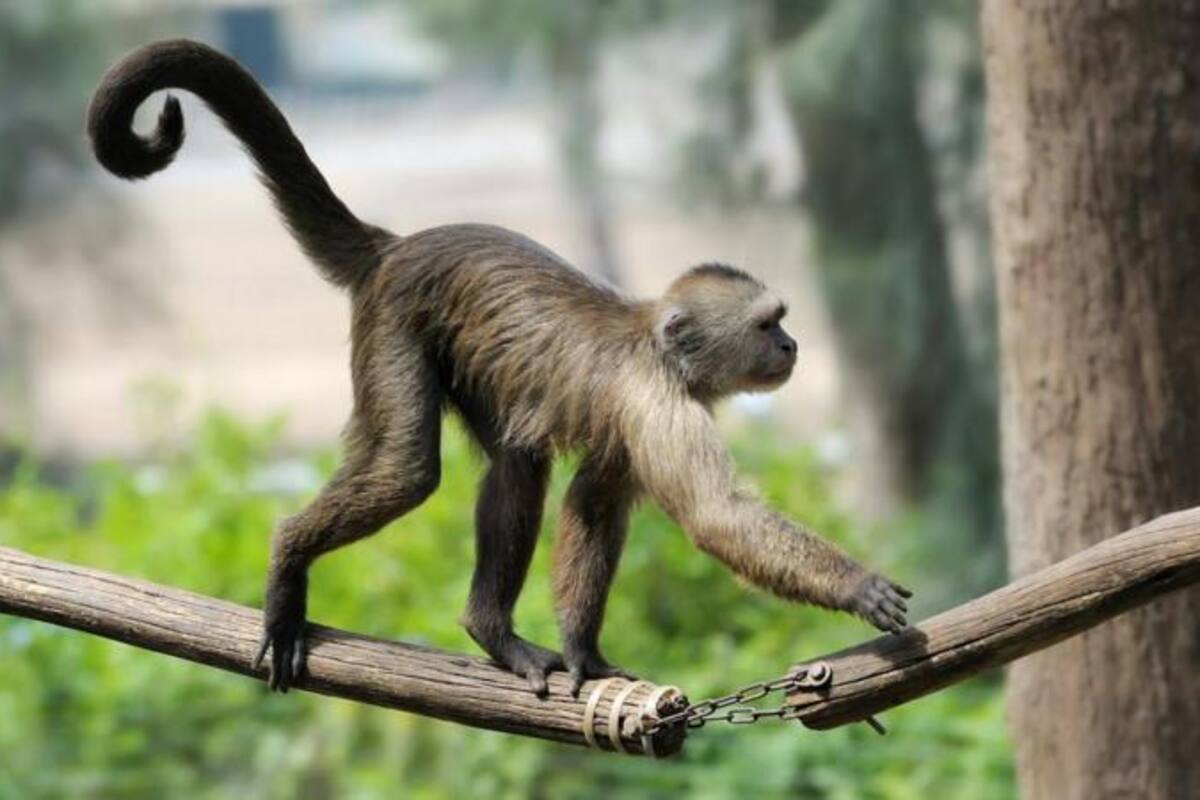 A diferencia de los seres humanos, existen muchos animales que tienen una cola.