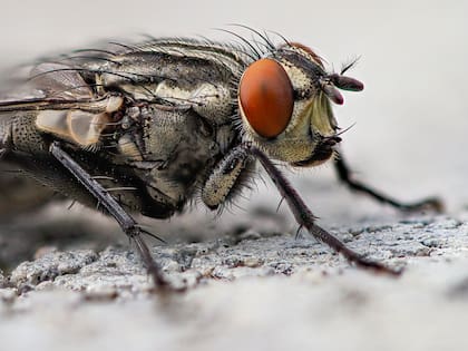 A diferencia de otras moscas que consumen tejido muerto, las larvas de esta especie, conocidas como gusanos barrenadores, excavan profundamente en la carne de los animales vivos