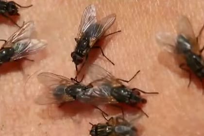 A diferencia del dengue, se alimentan en espacios abiertos