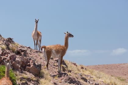 A diferencia del jabalí y el ciervo, el aprovechamiento del guanaco solo se analizará si no compromete la conservación de la especie, según aclaró el Gobierno de Río Negro