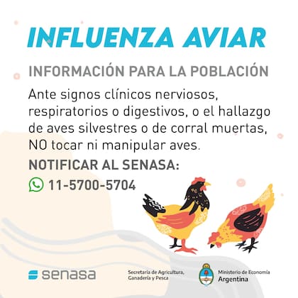 A dónde llamar en caso de sospecha de influenza aviar en gallinas