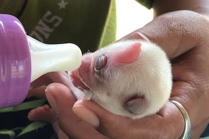 A dos días de su nacimiento, Kevin se alimenta con un biberón