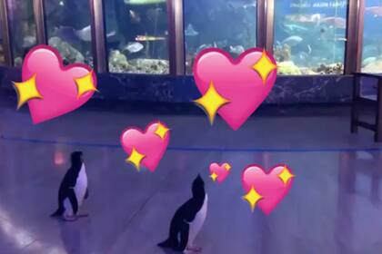 A falta de turistas, las aves recorrieron el lugar. Fuente: Twitter.