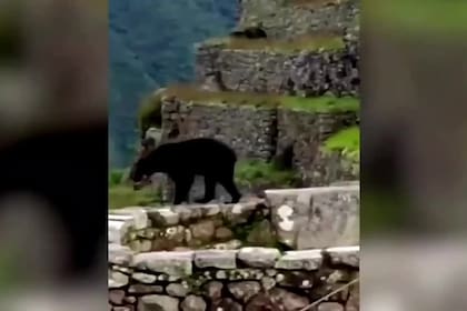 A falta de turistas, una pareja de osos disfrutó de las ruinas del Machu Picchu
